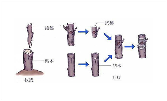 枣树如何嫁接 枣树嫁接方法介绍