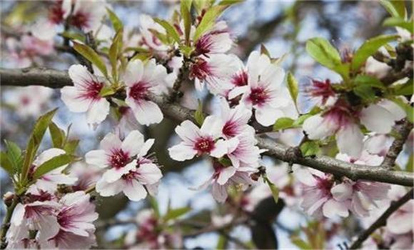 杏树的花果管理方法