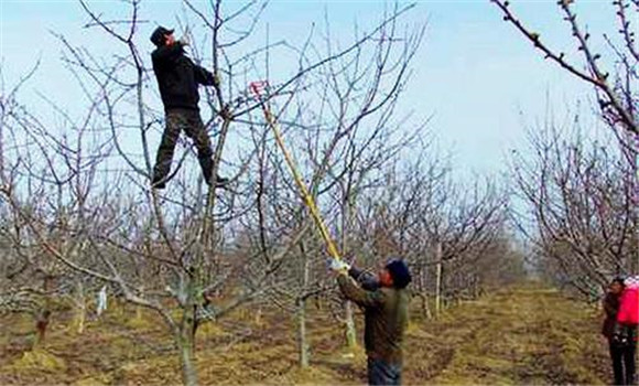 苹果树怎样修剪 苹果树修剪技术要点