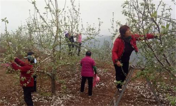 苹果树修剪技术要点