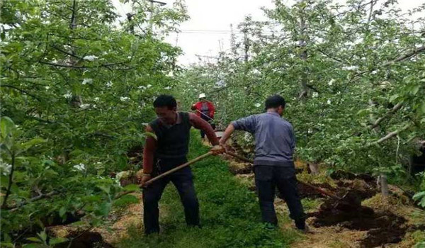 掌握施基肥的时间