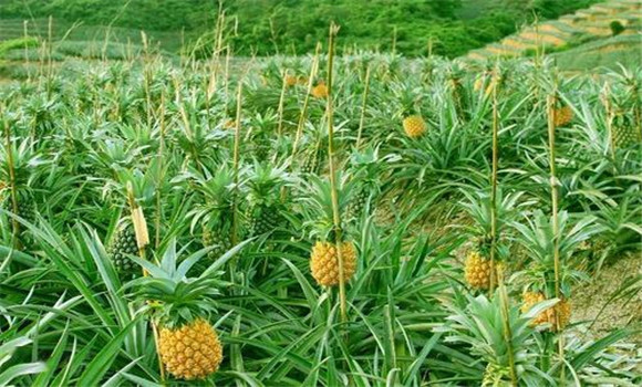 凤梨的种植时间