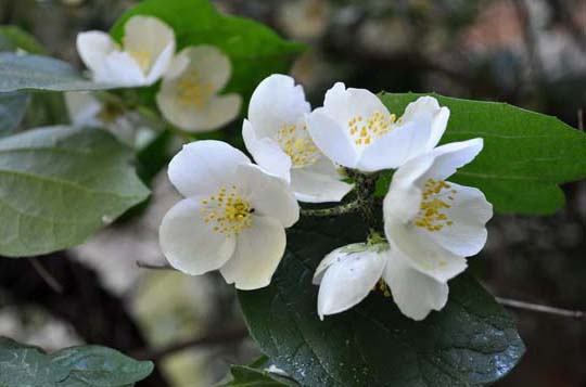 茉莉花种植方法