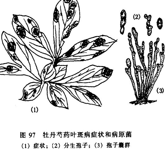 芍药病虫害防治技术