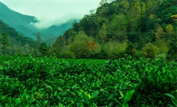 祁门红茶的产地