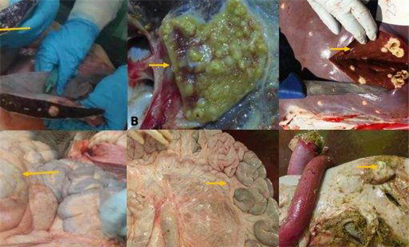 牛结核病的剖检