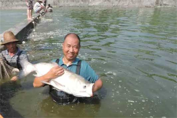 池鱼轮捕轮放有什么好处