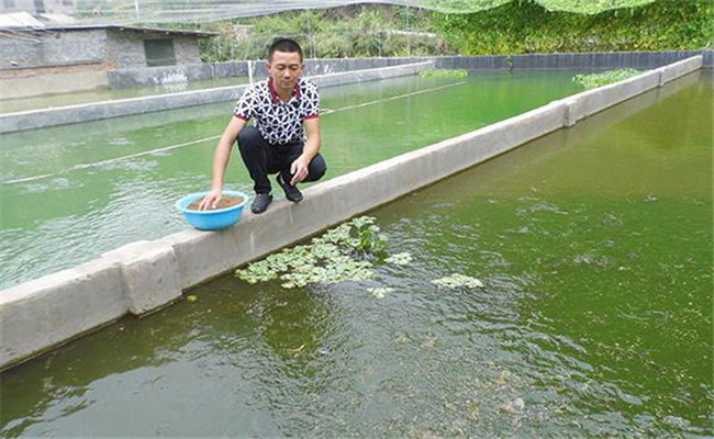 为什么一般不建议养泥鳅