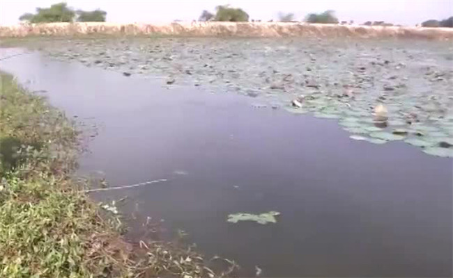 鲫鱼的生活习性