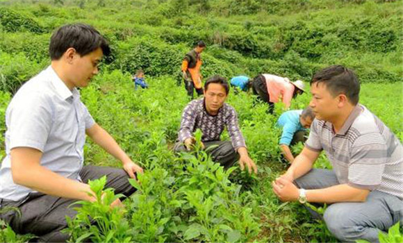 白术高效种植的几个关键步骤