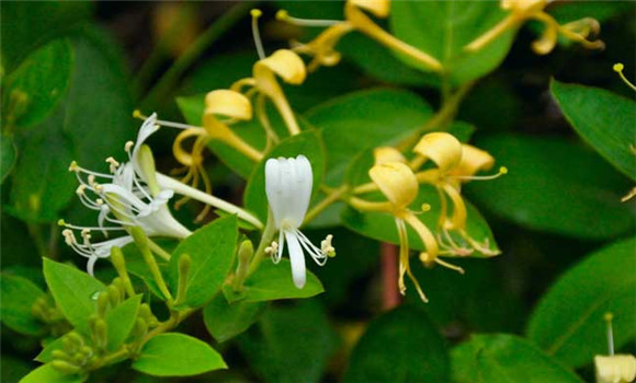 金银花种植条件