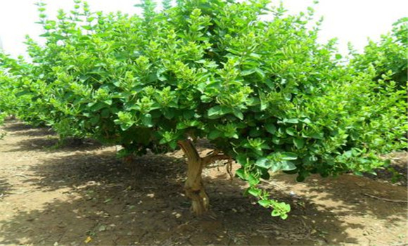 金银花建园定植方法