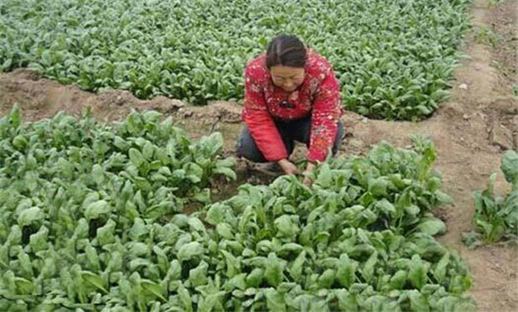 菠菜种植管理技术