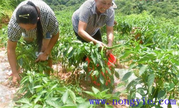 高山辣椒栽培技术要点