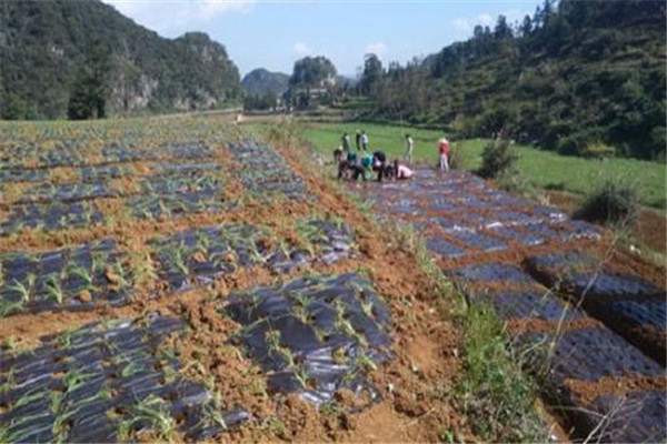 细香葱种植如何整地施肥