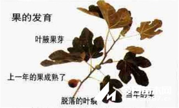 盆栽无花果修剪方法