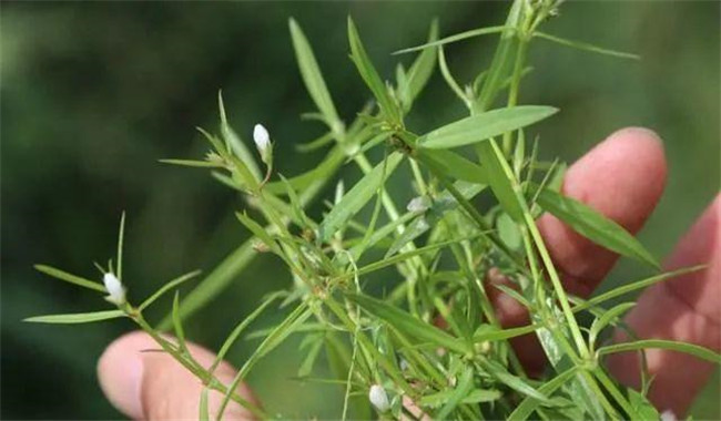 白花蛇舌草的功效与作用