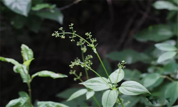 茜草选购与储存茜草指南