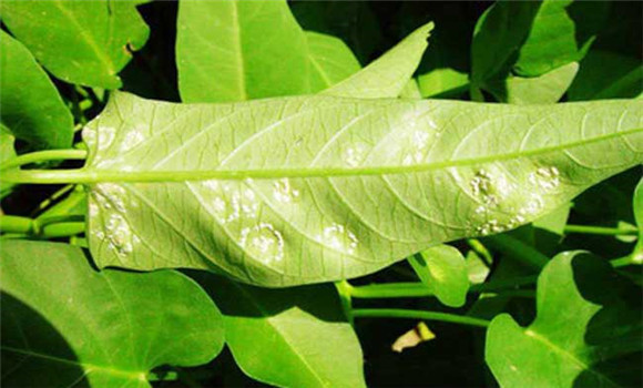 空心菜白锈病