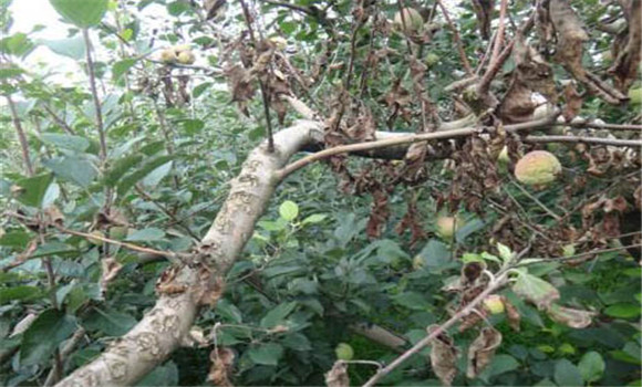 苹果轮纹病防治技术