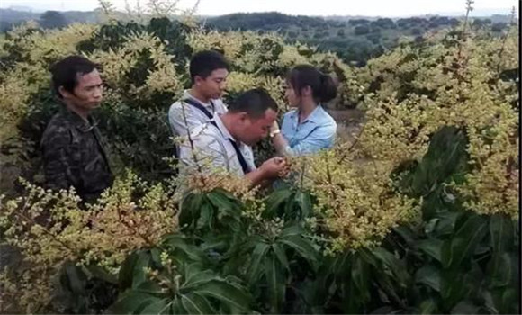 四季芒果可人为地进行花期调节