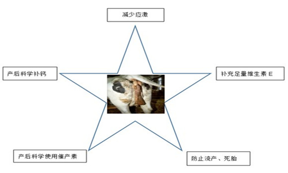 奶牛子宫内膜炎