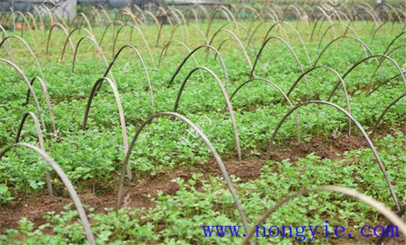 西芹定植方法与主要步骤