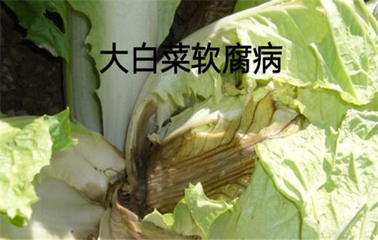 大白菜软腐病