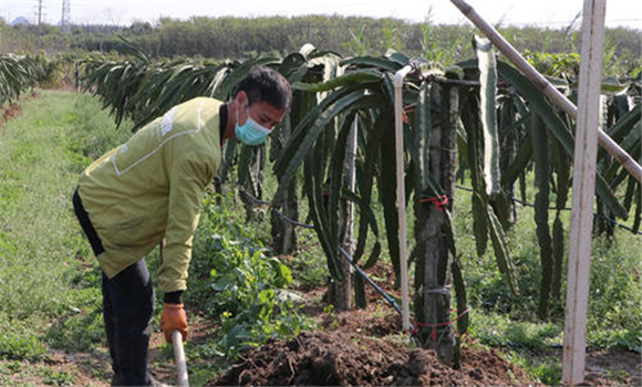 火龙果如何掌握施肥量