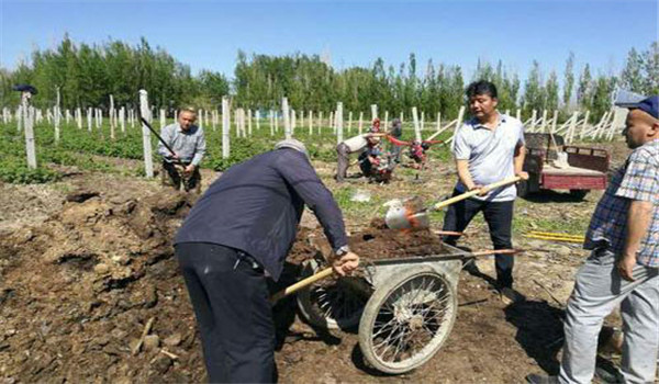 树莓怎么进行施肥管理