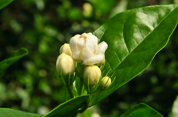 茉莉花的功效与作用