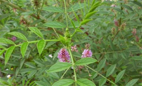 甘草的种植技术要点