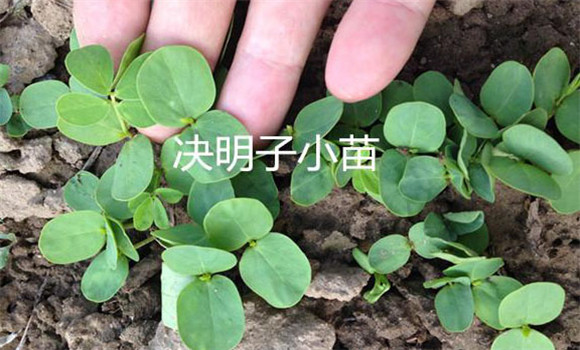 决明子种植时间和方法