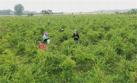 金银花种植方法