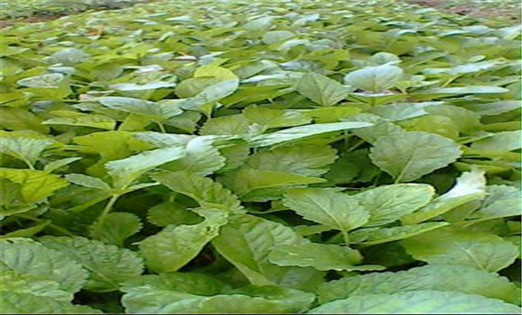 白芷如何种植如何管理