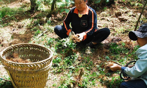 黄连种植多久可以收获