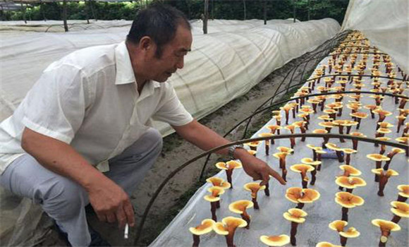 灵芝如何栽培管理 灵芝种植方法及步骤