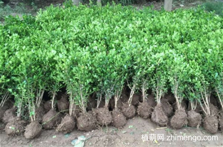 小叶黄杨怎么养，小叶黄杨的养殖方法和注意事项