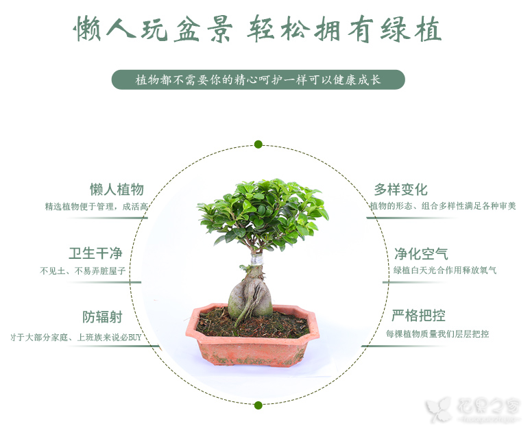 盆景人参榕怎么养？人参榕的养殖方法和注意事项
