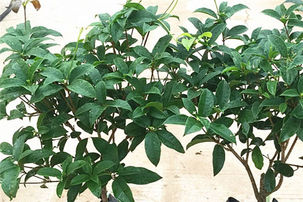 四季桂花修剪时间和方法是什么