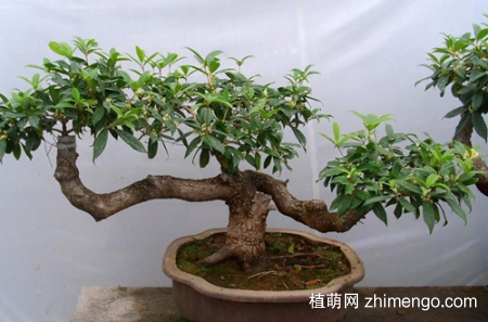 四季桂花的浇水方法，四季桂花如何浇水