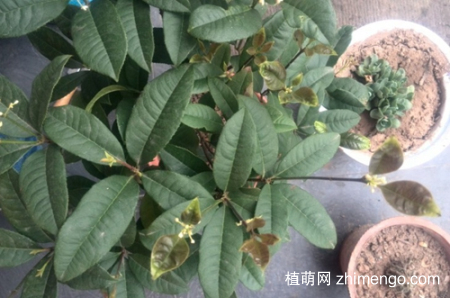 四季桂花的浇水方法，四季桂花如何浇水