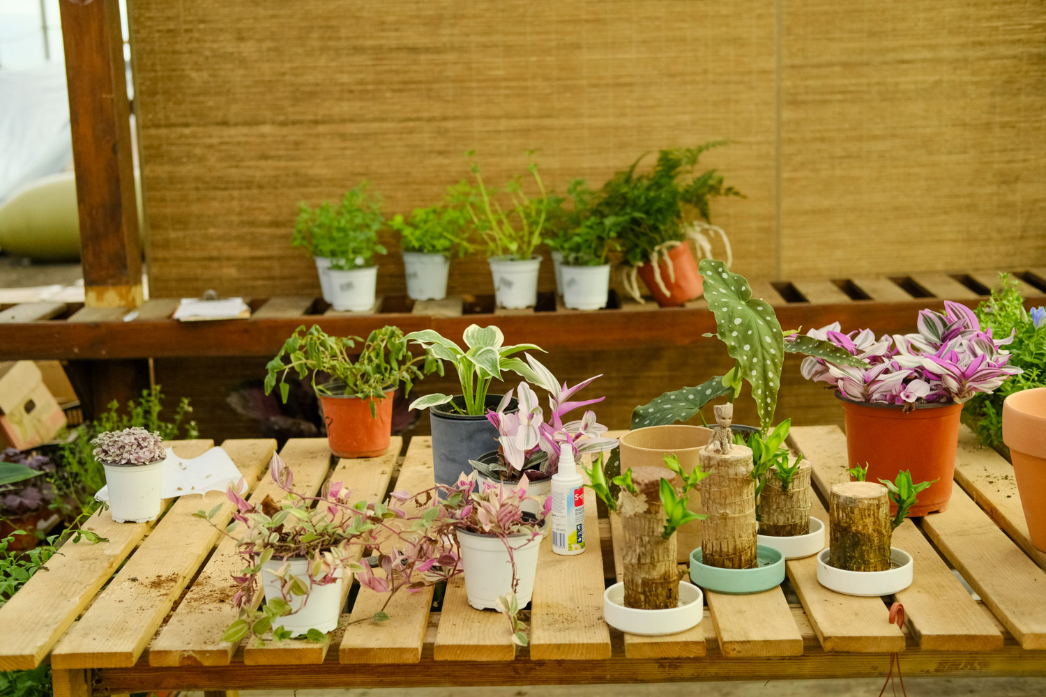 日香桂和四季桂的区别，怎么买到真正的日香桂？