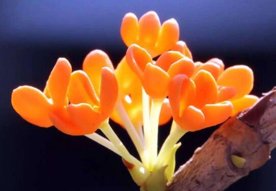 四季桂花叶子干枯脱落怎么办，注意这几点帮你轻松解决