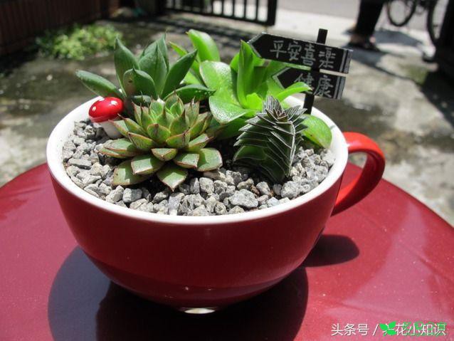 多肉盆底垫点料，安全度夏远离黑腐！