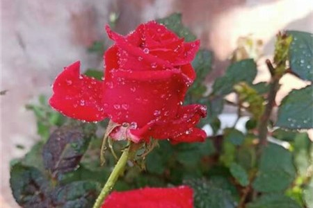 玫瑰花掉叶子和叶子变黄怎么回事