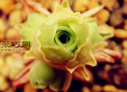 石玫瑰 石玫瑰花语