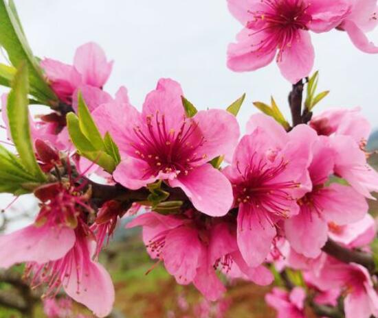 桃花叶子发黄处理方法