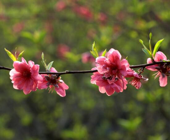 桃花叶子发黄处理方法