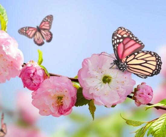 桃花叶子发黄处理方法